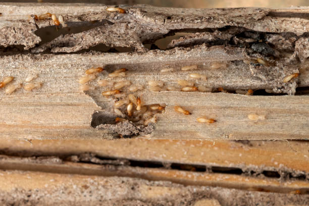Best Wildlife Control Services  in Wappingers Falls, NY